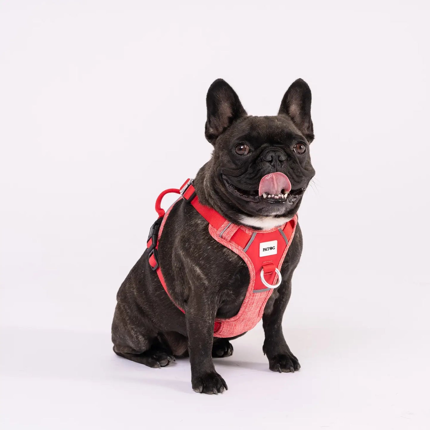 Patog's French Bulldog model wearing size small red colour harness. Durable and stylish harness.